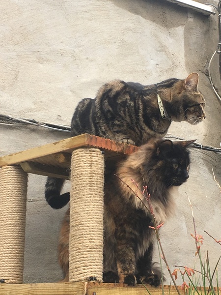 What's your DCat up to today? Episode 6, Return of the... Cats?