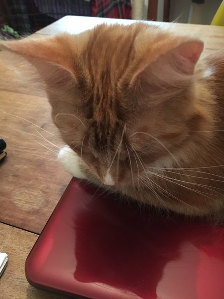 Bent whisker (with photo!)