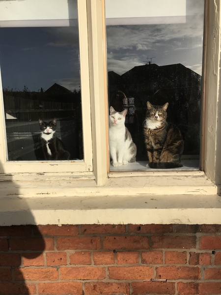 Show me your cats!