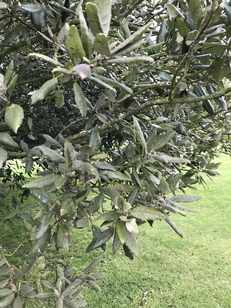 Tree help