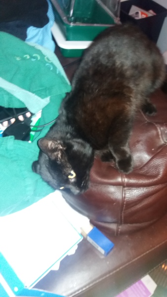 What's your DCat up to today? Episode 6, Return of the... Cats?