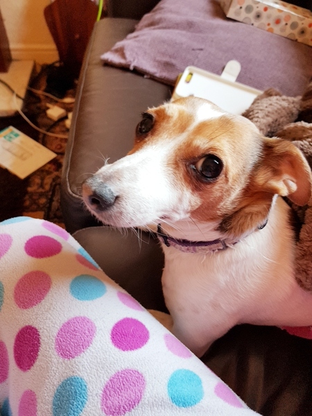 What a beautiful dog!