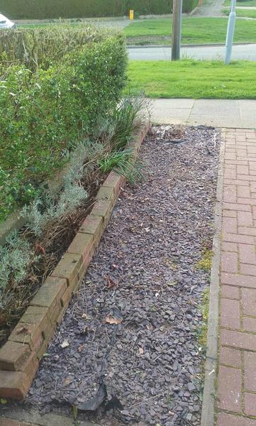 Can I prune and transplant lavender now?
