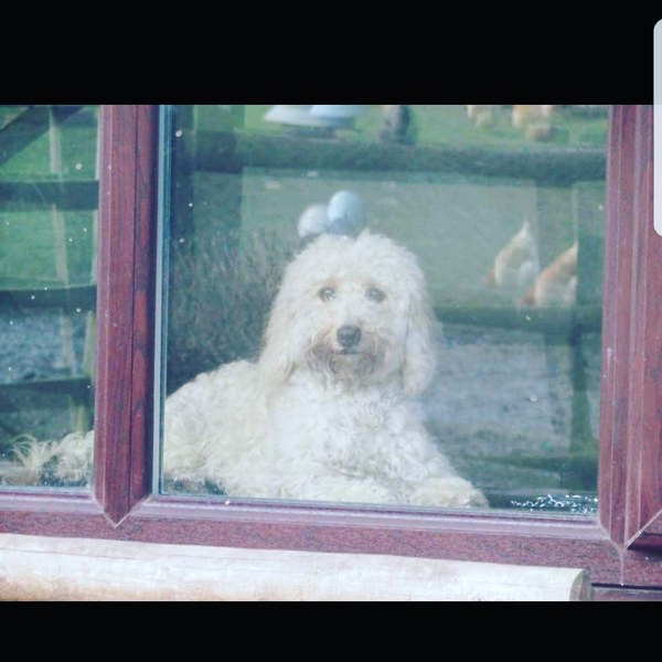 Why do you have a dog?