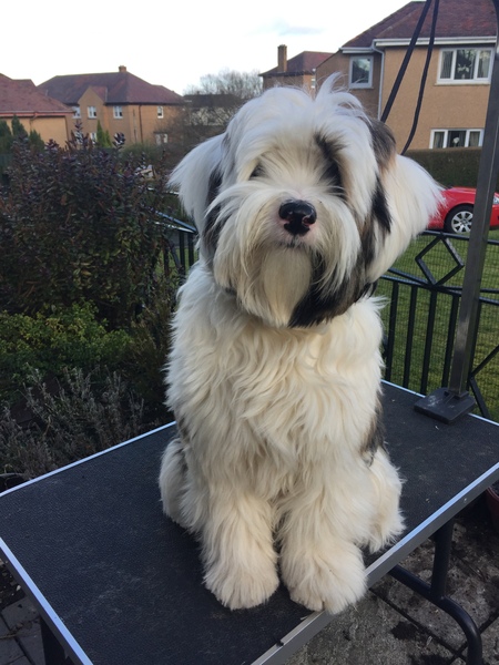 Help me choose a breed