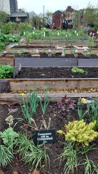 Allotment/Veg patch thread 11 'We bid  farewell to rainbow leaves but will keep plotting along'