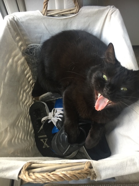 I've been to a cat show and now I'm a bit depressed