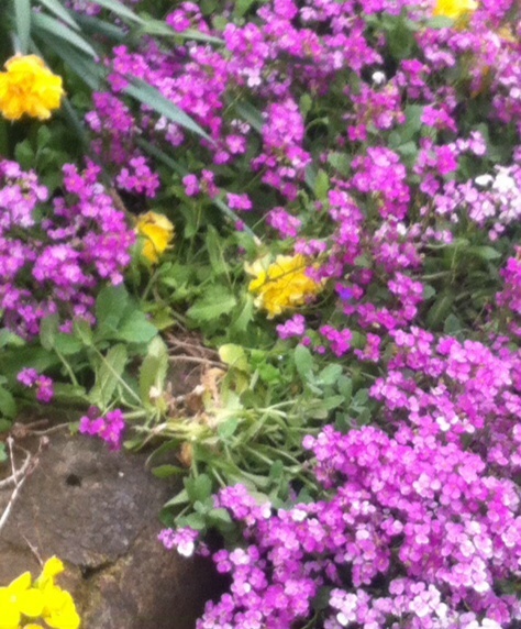 Help id'ing this lovely tumble perennial please!