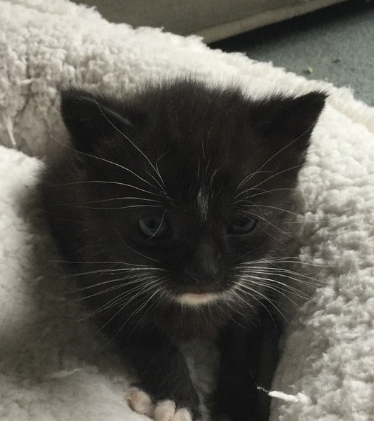 New fosters about to arrive