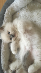 We have kittens!