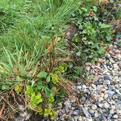 Can I learn to love creeping buttercup?