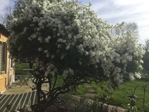 Help with tree/shrub id please
