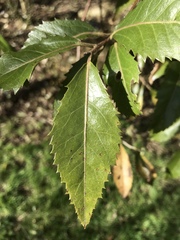 Mystery tree