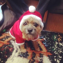 Help me find the right hilarious little dog for the kids