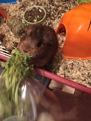 New to Guinea Pigs. What do i need to know?