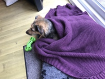 How do you clean your dog if she hates water