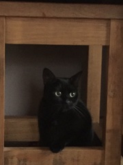 Show me your cats!