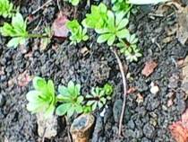 plant identification pretty please