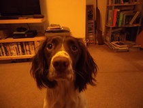 Springer on bedrest - activity suggestions please