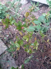 Sorrowful azaleas!