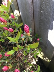 Plant id