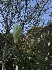 Another tree ID please