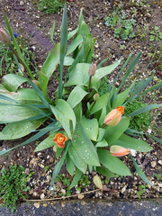 Tulips and cats