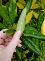 Plant ID please, before I inadvertently kill it...