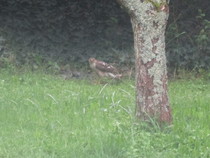 Woolly Hugs...We are making a blanket for annandale : Lovely donors and crafters, we need your help.