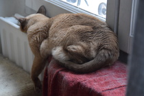Show me your cats!