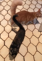 Cats never eat food all at once!