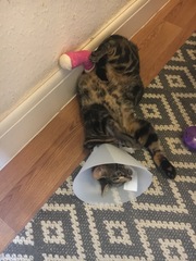 Somesthings wrong with my big girl