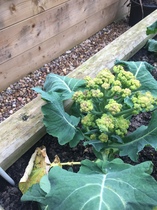 Allotment/Veg patch thread 11 'We bid  farewell to rainbow leaves but will keep plotting along'