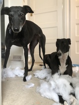 What a beautiful dog!