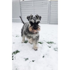 Help me choose a breed