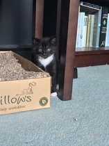New fosters about to arrive