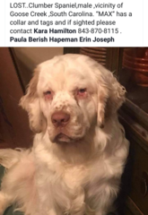 Missing Clumber Spaniel, please share, bring Max home!