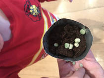 Mumsnet users review innocent’s at home growing kits
