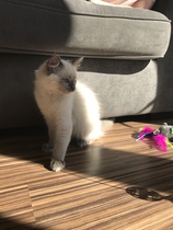 Kitten games