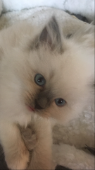 We have kittens!