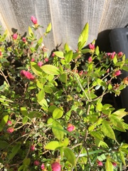 Plant id