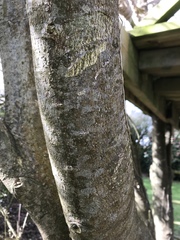 Mystery tree