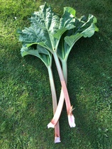 Allotment/Veg patch thread 11 'We bid  farewell to rainbow leaves but will keep plotting along'