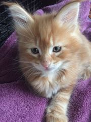 Getting a kitten