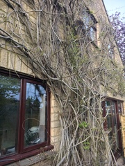 Is this Wisteria normal?!