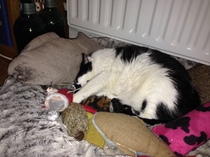 Wow she’s actuallu using a bed made for cats!