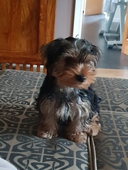 Small Dog suggestions? Looking for a new family member