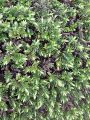 Shrub id please
