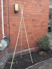 Will these supports work for runner beans? Also general garden advice?
