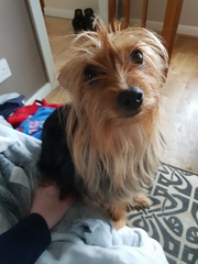Small Dog suggestions? Looking for a new family member